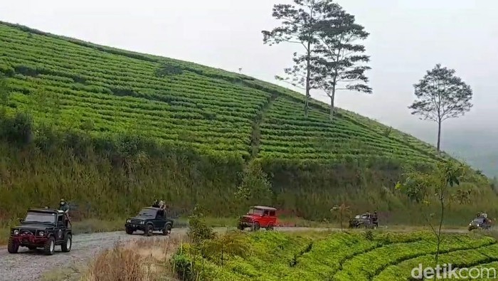 Wisata jip menjelajahi perkebunan teh di lereng Gunung Slamet Brebes, Minggu (25/5/2022).