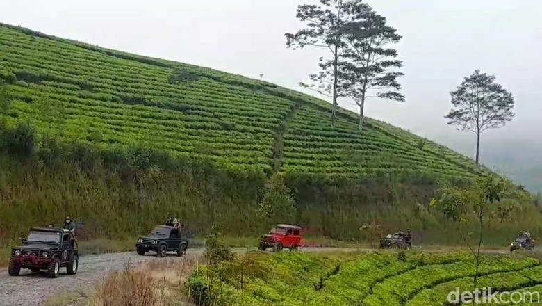 Wisata jip menjelajahi perkebunan teh di lereng Gunung Slamet Brebes, Minggu (25/5/2022). Wisata jip menjelajahi perkebunan teh di lereng Gunung Slamet Brebes, Minggu (25/5/2022).