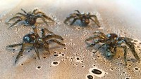 Dengan bercak hitam, dan bentuk yang sempurna. Kue bentuk laba-laba yang satu ini, terlihat sangat nyata dan hidup. Foto: Pool/Site