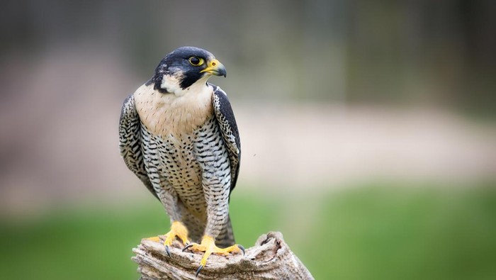 Peregrine Falcon