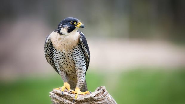 Peregrine Falcon