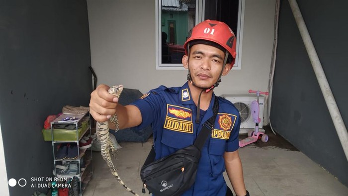 Warga di Kelurahan Harapan Jaya, Kecamatan Cibinong, Kabupaten Bogor, dikagetkan seekor anak biawak di atap rumahnya. Penemuan anak biawak itu diawali dari suara mencurigakan selama dua hari.