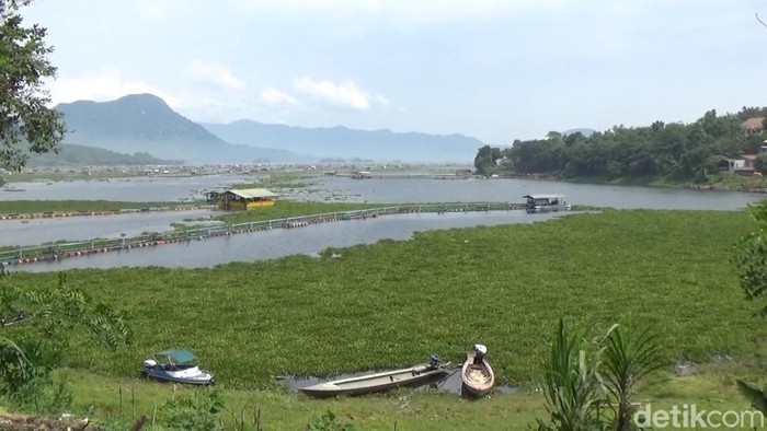 Eceng gondok di Waduk Jatiluhur.
