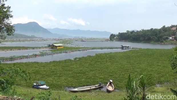 Eceng gondok di Waduk Jatiluhur.