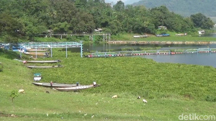 Eceng gondok di Waduk Jatiluhur.