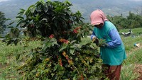 Petani mengaku hasil penen kopi Arabika tahun ini menurun sekitar 50 persen dibanding tahun sebelumnya akibat cuaca yang kurang mendukung. Saat ini harga jual biji kopi mentah Rp 12 ribu per kilogram. (Anis Efizudin/Antara Foto).