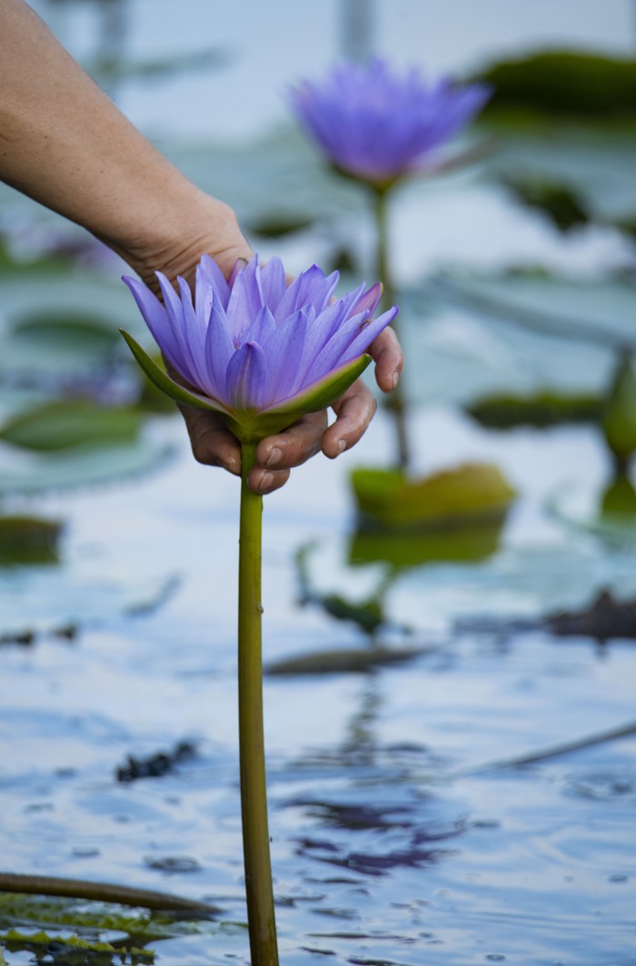 Melihat dari Dekat Panen Teratai Biru yang Mempesona Teratai biru merupakan salah satu tanaman air yang memiliki warna mempesona. Tak jarang bunga ini dimanfaatkan untuk parfum dan aromaterapi lho.