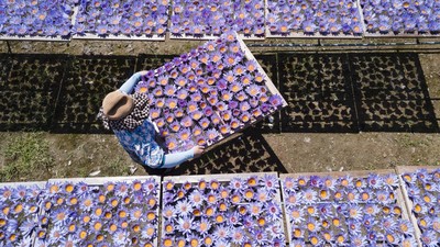 Terpesona Deretan Teratai Biru di Hainan