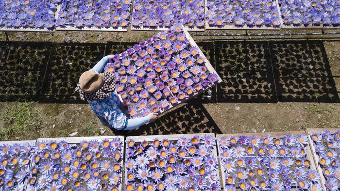 Teratai biru merupakan salah satu tanaman air yang memiliki warna mempesona. Tak jarang bunga ini dimanfaatkan untuk parfum dan aromaterapi lho.