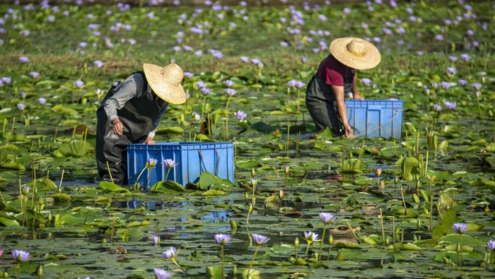 Melihat dari Dekat Panen Teratai Biru yang Mempesona Teratai biru merupakan salah satu tanaman air yang memiliki warna mempesona. Tak jarang bunga ini dimanfaatkan untuk parfum dan aromaterapi lho.