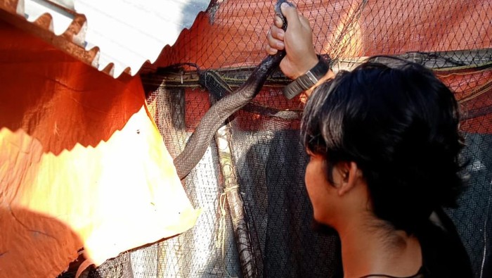 Anggota Exalos mengevakuasi ular kobra yang terperangkap jaring kandang ayam di Boyolali, Senin (30/5/2022).