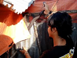 Hiii! Ular Kobra Terperangkap Jaring Kandang Ayam di Boyolali