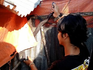 Hiii! Ular Kobra Terperangkap Jaring Kandang Ayam di Boyolali