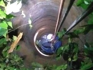 Damkar Bogor Evakuasi 3 Kucing Tercebur ke Sumur, 1 Mati Tenggelam