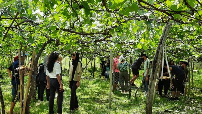 Sejumlah pengunjung saat memetik anggur di kebun milik warga Desa Bunutan, Karangasem.