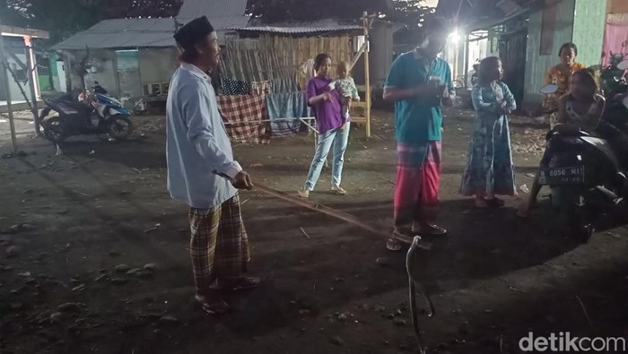 Ular Cobra sepanjang 1,5 meter yang berupaya menyerang warga akhirnya dipukul dengan kayu hingga mati.