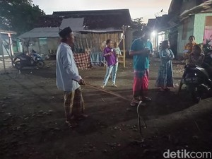 Kobra 1,5 Meter Terpaksa Dibunuh Gegara Serang Warga di Probolinggo
