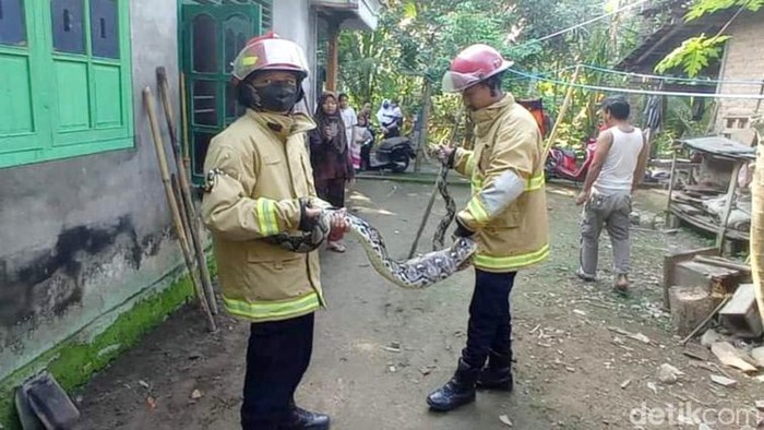Ular piton pemangsa ternak di Trenggalek