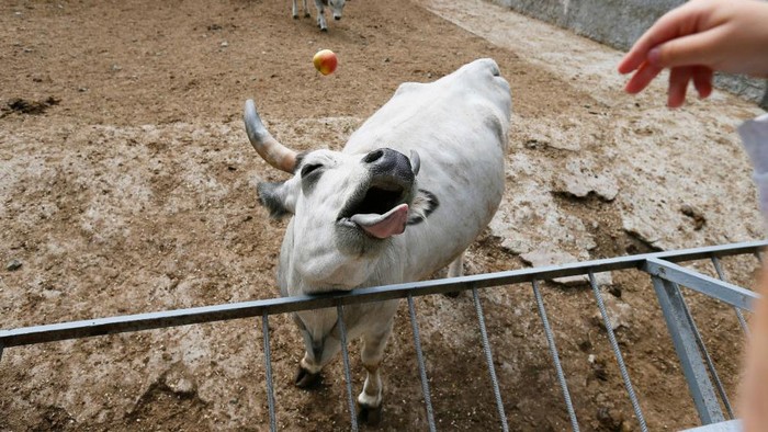 A visitor feeds an animal at the Odesa Zoo, in Odesa, Ukraine on 29 May 2022. Odessa Zoo has been located near the Privoz market since 1938. The collection of the Odesa Zoo contains over 260 species, about 1570 specimens of animals, including about 50 species listed in the Red Book of Ukraine and the International Red Book, as media informed. (Photo by STR/NurPhoto via Getty Images)