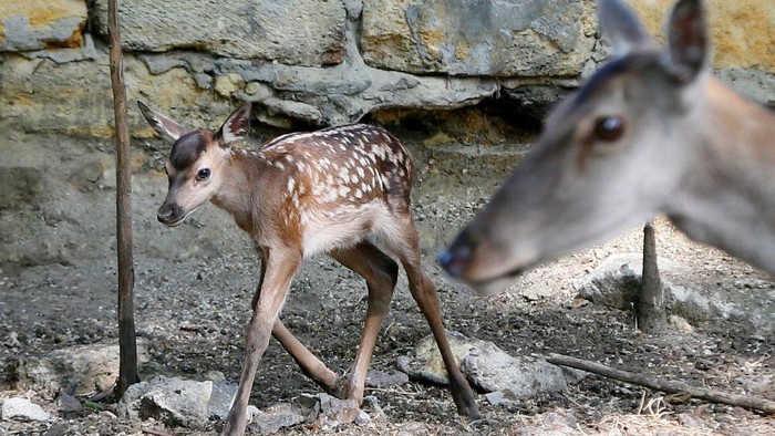 A visitor feeds an animal at the Odesa Zoo, in Odesa, Ukraine on 29 May 2022. Odessa Zoo has been located near the Privoz market since 1938. The collection of the Odesa Zoo contains over 260 species, about 1570 specimens of animals, including about 50 species listed in the Red Book of Ukraine and the International Red Book, as media informed. (Photo by STR/NurPhoto via Getty Images)