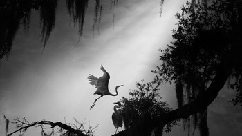 Karya finalis  Fenqiang Frank Liu dari Amerika Serikat Foto: All About Photo Awards