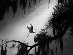 Karya Jawara Kontes Foto Ini Bikin Terkesima, Ada dari Indonesia