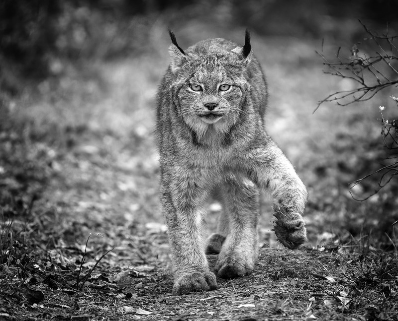 All About Photo Awards 2022