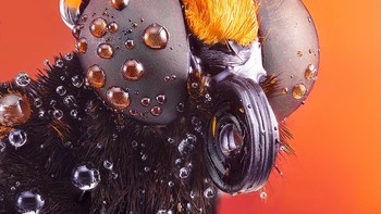 Karya finalis Ajuriaguerra dari Spanyol Foto: All About Photo Awards