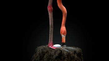 Karya finalis Pedro Jarque Krebs dari Peru. Foto: All About Photo Awards