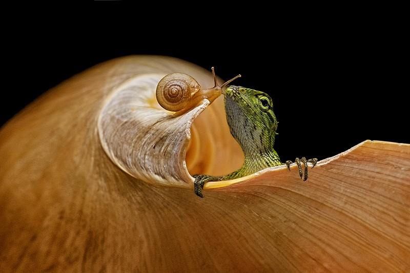 All About Photo Awards 2022