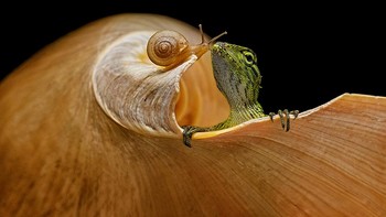 Karya Finalis dari Andi Halili Indonesia Foto: All About Photo Awards