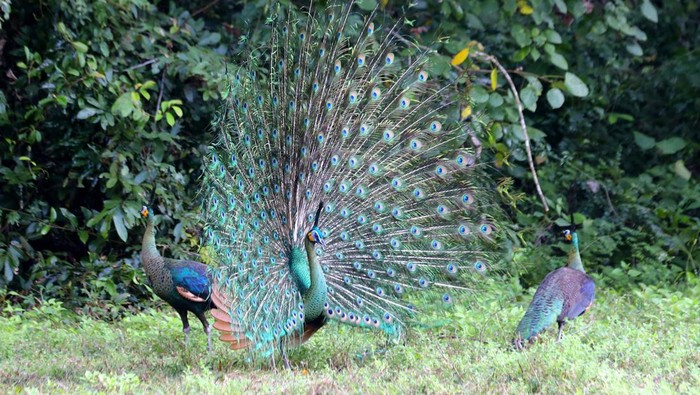 Saat ini musim kawin bagi burung merak hijau telah tiba. Merak jantan pun mulai mengembangkan ekornya untuk menarik perhatian merak betina di Taman Nasional Alas Purwo.