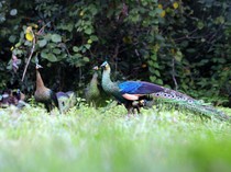 Puluhan Merak Ikon Hotel Hilang Misterius