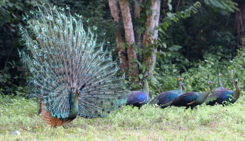 Saat ini musim kawin bagi burung merak hijau telah tiba. Merak jantan pun mulai mengembangkan ekornya untuk menarik perhatian merak betina di Taman Nasional Alas Purwo.