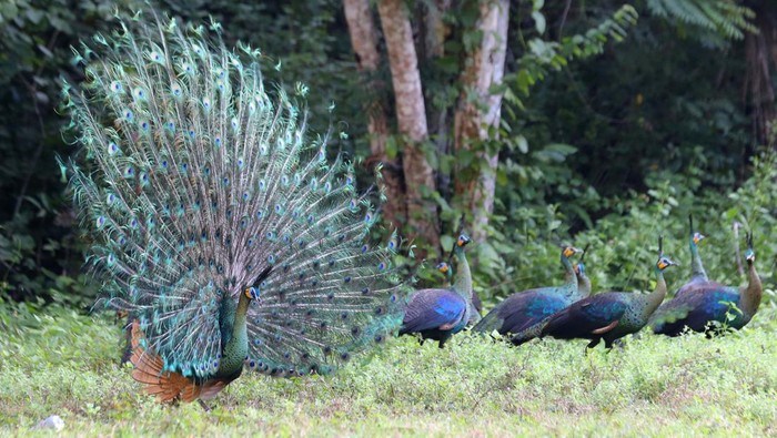 Cantiknya Merak Hijau Saat Pamer Ekornya Saat ini musim kawin bagi burung merak hijau telah tiba. Merak jantan pun mulai mengembangkan ekornya untuk menarik perhatian merak betina di Taman Nasional Alas Purwo.