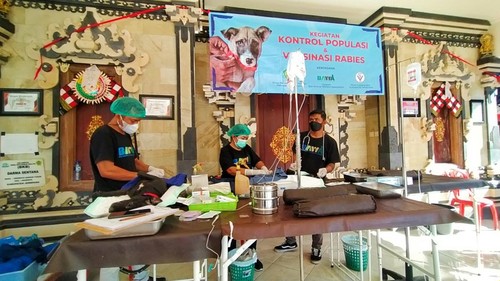 Dinas Pertanian dan Pangan Jembrana melakukan kontrol populasi anjing lewat sterilisasi terhadap HPR di Desa Mendoyo Dangin Tukad, Kecamatan Mendoyo, Jembrana Bali, Selasa (31/5/2022).