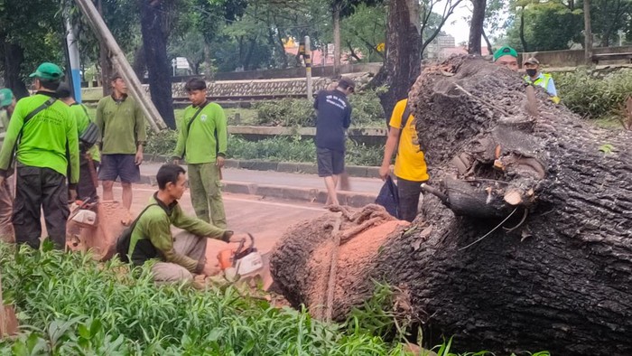 Evakuasi pohon tumbang di Menteng, Jakpus