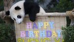 Gemas! Lihat Tingkah Panda di Malaysia Saat Rayakan Ultah Pertama