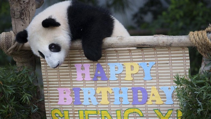 Gemas! Melihat Tingkah Panda di Malaysia Rayakan Ultah Pertama Sheng Yi, panda betina di Kebun Binatang Nasional, Kuala Lumpur, merayakan ulang tahun yang pertama. Panda ini pun mendapatkan kue ulang tahun dari es.