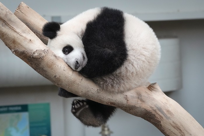 Sheng Yi, panda betina di Kebun Binatang Nasional, Kuala Lumpur, merayakan ulang tahun yang pertama. Panda ini pun mendapatkan kue ulang tahun dari es.