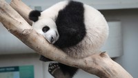 Kamu tahu nggak ternyata warna hitam putih pada panda berfungsi untuk kamuflase. Warna putih untuk bersembunyi di salju dan warna hitam untuk bersembunyi di tempat teduh. (: AP Photo/Vincent Thian)