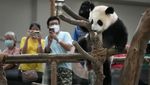 Gemas! Lihat Tingkah Panda di Malaysia Saat Rayakan Ultah Pertama