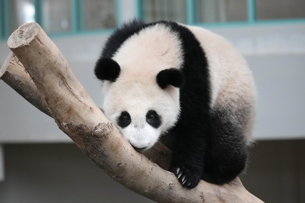 Panda memang lucu. Matanya yang dikelilingi bulu hitam menjadi ciri khas hewan ini. ( AP Photo/Vincent Thian)