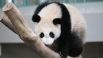 Yuk, Senyum Dulu Lihat Foto Panda Si Mageran dan Tukang Makan