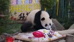 Gemas! Lihat Tingkah Panda di Malaysia Saat Rayakan Ultah Pertama