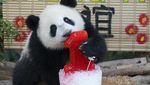 Gemas! Lihat Tingkah Panda di Malaysia Saat Rayakan Ultah Pertama