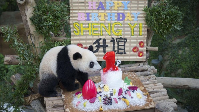 Sheng Yi, panda betina di Kebun Binatang Nasional, Kuala Lumpur, merayakan ulang tahun yang pertama. Panda ini pun mendapatkan kue ulang tahun dari es.