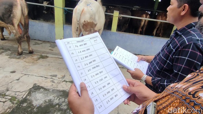 Calon pembeli memegang daftar harga sapi di salah satu pedagang sapi di Kulon Progo, Selasa (31/5/2022).