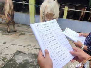 Wabah PMK, Penjual di DIY Batasi Stok Sapi Kurban