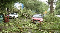 Puluhan pohon tumbang di sejumlah titik di Delhi.